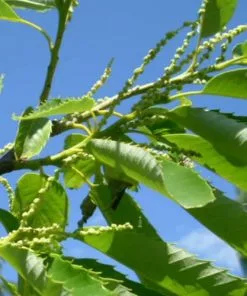 Future Forests Castanea Sativa Bouche De Bétizac - Sweet Chestnut Fruit
