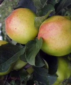 Future Forests Apple Cavan Sugarcane