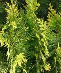 Future Forests Chamaecyparis Lawsoniana Yvonne