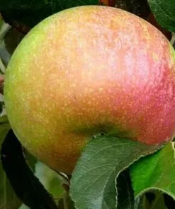 Future Forests Apple Charles Ross