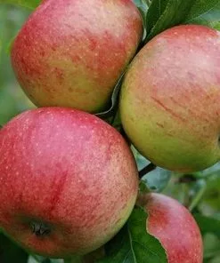 Future Forests Apple Charles Ross