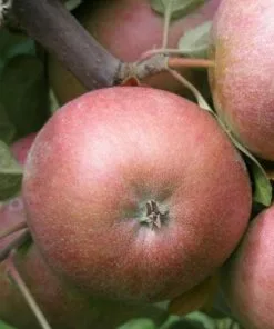 Future Forests Apple Chisel Jersey Fruit