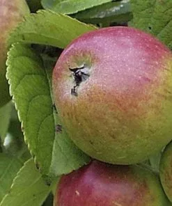 Future Forests Apple Chisel Jersey Fruit