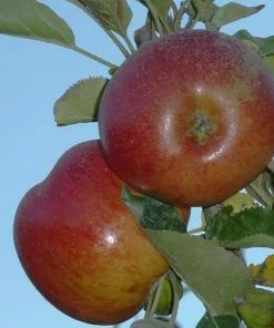 Future Forests Apple Chisel Jersey Fruit