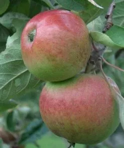 Future Forests Apple Chisel Jersey Fruit
