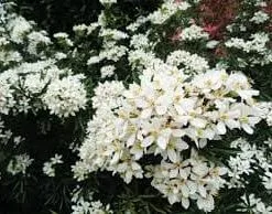 Future Forests Shrubs Choisya X Dewitteana Snow Flurry