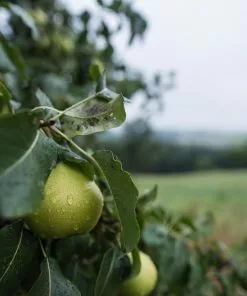 Future Forests Fruit Pear Emile D'Heyst