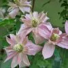 Future Forests Climbers Clematis Montana Broughton Star