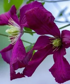 Future Forests Clematis Polish Spirit