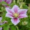 Future Forests Climbers Clematis Piilu