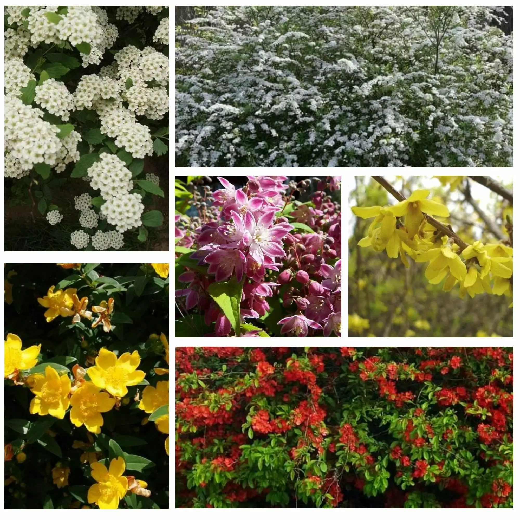 Future Forests Mixed Flowering Hedge 3 Future Forests Mixed Flowering Hedge