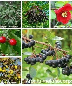 Future Forests Hedging Permaculture Hedge Mix