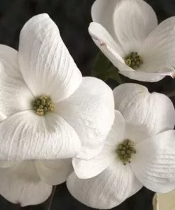 Future Forests Trees Cornus Eddie's White Wonder