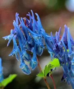 Future Forests Corydalis Curviflora Subsp. Rosthornii Blue Heron