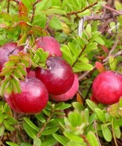 Future Forests Cranberry Early Black