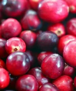 Future Forests Cranberry Early Black