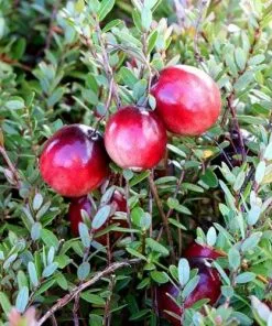 Future Forests Cranberry Early Black