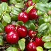 Future Forests Cranberry Pilgrim Fruit 2 Future Forests Cranberry Pilgrim Fruit