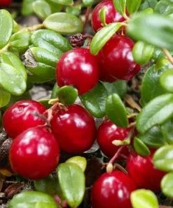 Future Forests Cranberry Pilgrim Fruit