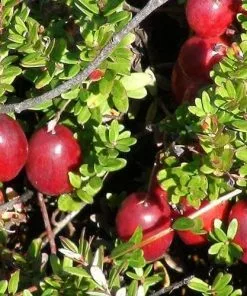 Future Forests Cranberry Pilgrim Fruit 7 Future Forests Cranberry Pilgrim Fruit
