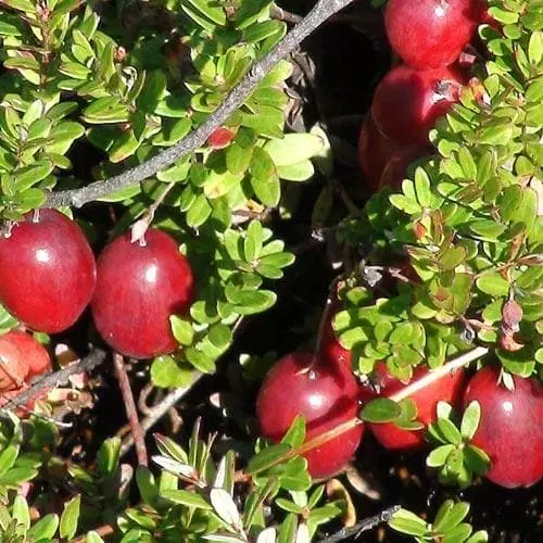 Future Forests Cranberry Pilgrim Fruit 4 Future Forests Cranberry Pilgrim Fruit