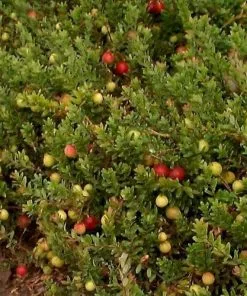 Future Forests Cranberry Pilgrim Fruit 9 Future Forests Cranberry Pilgrim Fruit