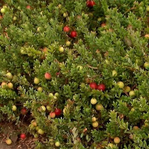 Future Forests Cranberry Pilgrim Fruit 6 Future Forests Cranberry Pilgrim Fruit