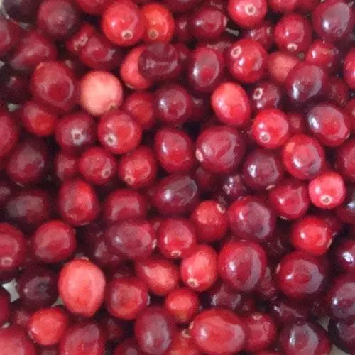 Future Forests Cranberry Pilgrim Fruit 5 Future Forests Cranberry Pilgrim Fruit