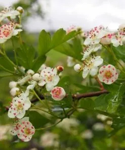 Future Forests Crataegus Monogyna - Hawthorn