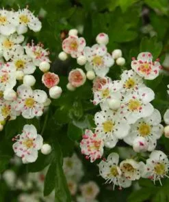 Future Forests Crataegus Monogyna - Hawthorn