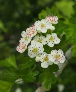 Future Forests Crataegus Monogyna - Hawthorn