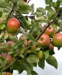 Future Forests Apple Crawley Beauty Fruit