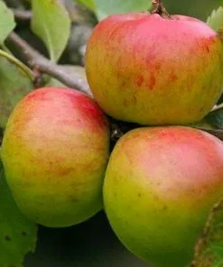 Future Forests Apple Crawley Beauty Fruit