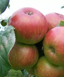 Future Forests Apple Crawley Beauty Fruit