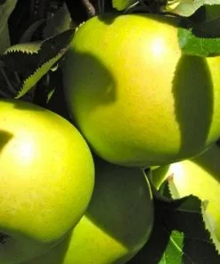 Future Forests Apple Crispin 8 Future Forests Apple Crispin