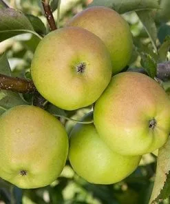 Future Forests Apple Crispin 7 Future Forests Apple Crispin