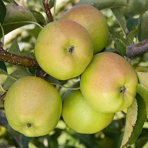 Future Forests Apple Crispin 4 Future Forests Apple Crispin