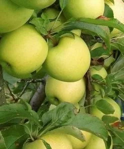 Future Forests Apple Crispin