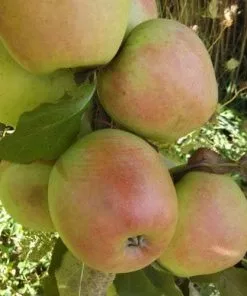 Future Forests Apple Crispin 9 Future Forests Apple Crispin