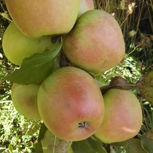 Future Forests Apple Crispin 6 Future Forests Apple Crispin