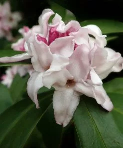 Future Forests Daphne Odora Perfume Princess Shrubs