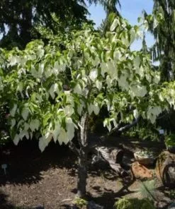 Future Forests Trees Davidia Involucrata Sonoma