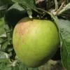 Future Forests Apple Dick Davies Fruit 2 Future Forests Apple Dick Davies Fruit
