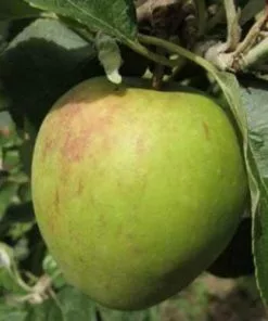 Future Forests Apple Dick Davies Fruit