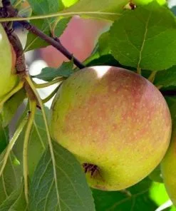 Future Forests Apple Dick Davies Fruit