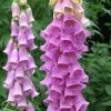 Future Forests More Digitalis Purpurea - Foxglove