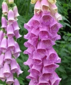 Future Forests More Digitalis Purpurea - Foxglove