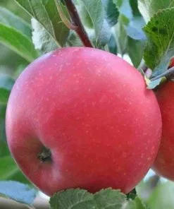 Future Forests Apple Discovery 9 Future Forests Apple Discovery