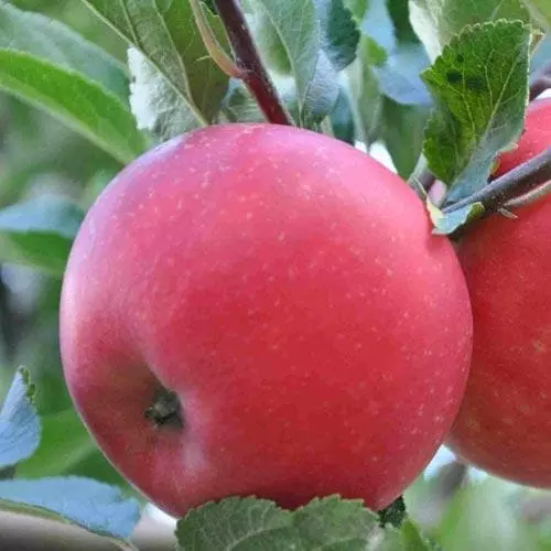 Future Forests Apple Discovery 6 Future Forests Apple Discovery