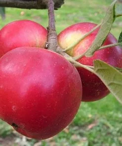 Future Forests Apple Discovery 7 Future Forests Apple Discovery